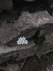 Allium subhirsutum