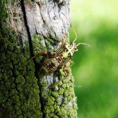 Rhabdomiris striatellus