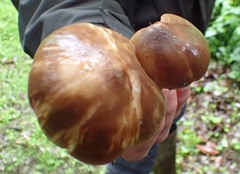 Lyophyllum loricatum