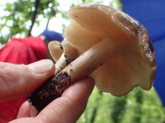 Lyophyllum loricatum