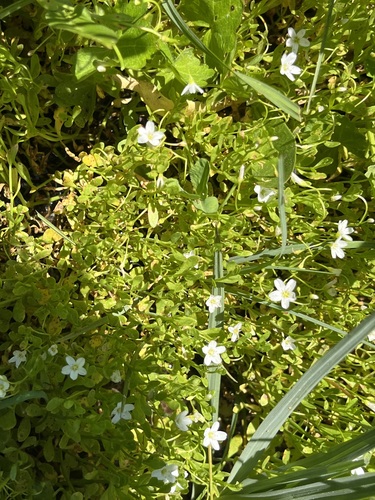 Image of Claytonia palustris by (c) T. J. Samojedny, some rights reserved (CC BY)