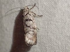 Lichenaula onychodes