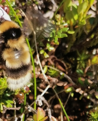 High Country Bumble Bee photo 2