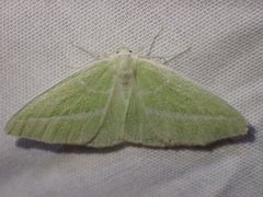 Iulops argocrana