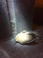 Troglodytes hiemalis