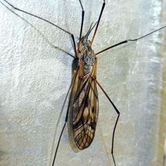 Tipula varipennis