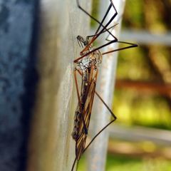 Tipula varipennis