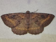 Casbia melanops