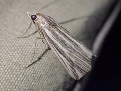 Rhynchopsota delogramma