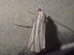 Rhynchopsota delogramma