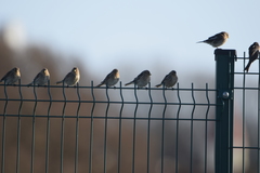 Linaria flavirostris