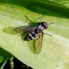 Portevinia maculata
