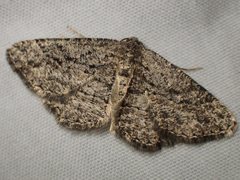 Zermizinga sinuata