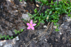 Centaurium portense