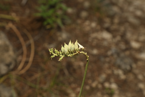 Image of Schoenocaulon texanum by (c) Reid Hardin, some rights reserved (CC BY)