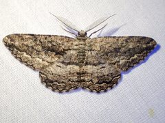 Scioglyptis canescaria