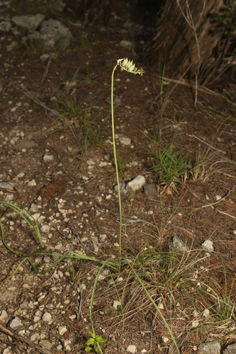 Image of Schoenocaulon texanum by (c) Reid Hardin, some rights reserved (CC BY)