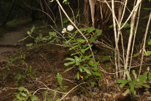 Image of Asclepias texana by (c) Reid Hardin, some rights reserved (CC BY)