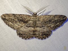 Scioglyptis canescaria