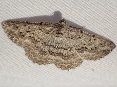 Psilosticha absorpta
