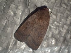 Proteuxoa porphyrescens