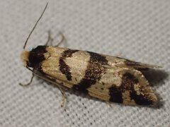 Lepidoscia characota