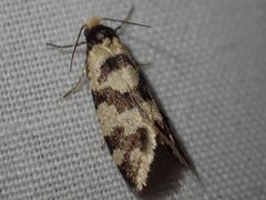 Lepidoscia characota