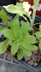Lobelia inflata