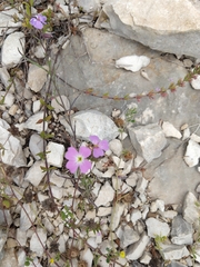 Malcolmia maritima
