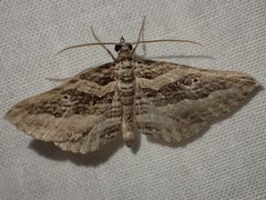 Chrysolarentia severata
