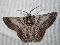 Hypobapta tachyhalotaria