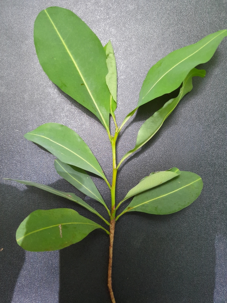 Foto de Catuaba