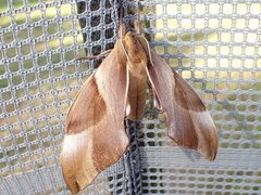 Coequosa triangularis