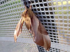 Coequosa triangularis