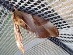 Coequosa triangularis