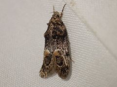 Eulechria callidesma