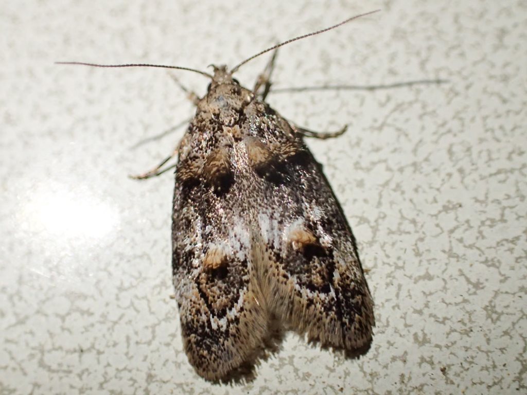Eulechria callidesma