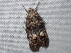 Eulechria callidesma