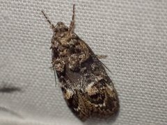 Eulechria callidesma