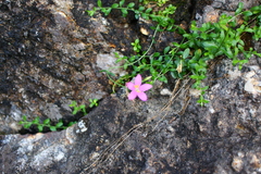 Centaurium portense