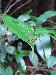 Stenophylla lobivertex