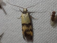 Temnogyropa stenomorpha