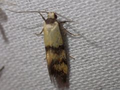 Temnogyropa stenomorpha