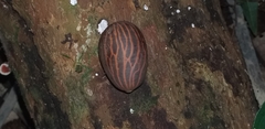 Socratea