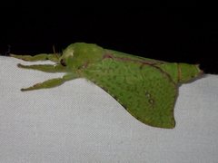 Aenetus eximia