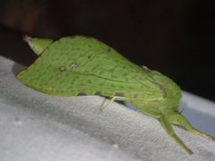 Aenetus eximia