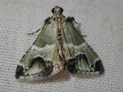 Arescoptera idiotypa