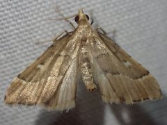 Diplopseustis prophetica