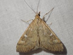 Udea hyalistis