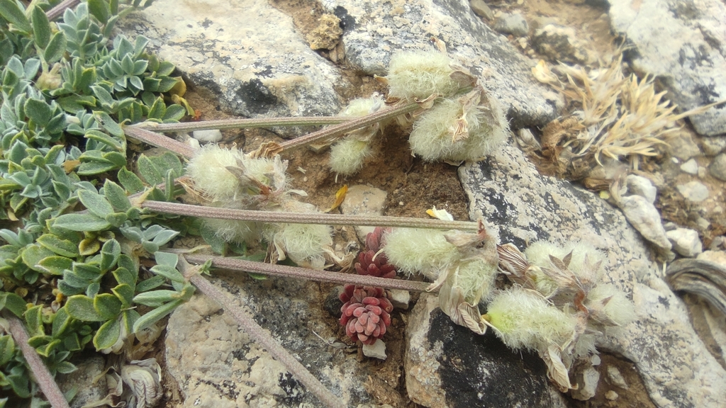 Hippocrepis castroviejoi; photograph Santiago Martín-Bravo, CC BY, iNaturalist via GBIF